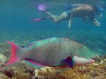 Masken Papageifisch - Bicolour parrotfish