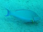 Indischer Langnasen Papageienfisch - Longnose parrotfish