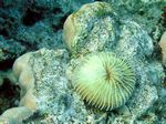 Gewellte Pilzkoralle - Mushroom coral