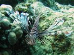 Rotfeuerfisch - Red Lionfisch (Firefish)