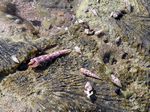 Rillen Schraubenschnecke - Terebra crenulata