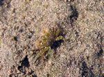 Gemeine Reiterkrabbe - Ghost Crab