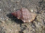 Stachelwellhonschnecke - Knobbed Conch