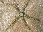 Riffdach Schlangenstern - Reefcrest Brittle Star