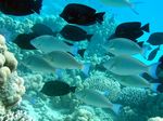 Segelflossendoktorfisch /Indische Langnase - Sailfin tang / Longnose Parrotfish