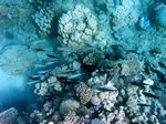 Chamäleon Papageifisch - Longnose Parrotfish