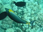 Indischer Gelbklingen-Doktorfisch - Elegant unicornfish