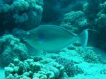 Kurz Nasendoktor - Bluespine Unicornfish