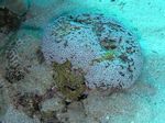 Orgelkoralle - Organ Pipe Coral