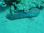 Schwarze Seegurke - Sea Cucumber
