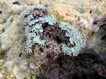 Orgelkoralle - Organ Pipe Coral