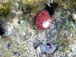 Pharaonen Turbanschnecke - Pharaoh Turban Shell
