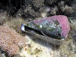 Ringel Kegelschnecke - Ringed Cone