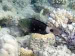 Kugelkopf Papageienfisch Weibchen - Daisy Parrotfish -  female