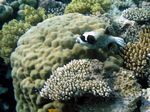 Masken-Kugelfisch - Masked Puffer