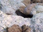 Kastanien Kammzähler - Chestnut eyelash-blenny