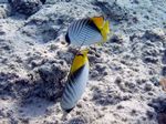 Fähnchen Falterfisch - Threadfin Butterflyfish