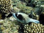 Masken-Kugelfisch - Masked Puffer