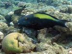 Zweifarben Papageienfisch Weibchen - Femal Bicolour parrotfish
