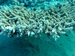 Tischkoralle - Table Coral