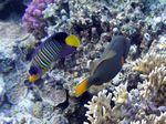 Pfauenkeiserfisch / Orangestreifen Drückerfisch - Royal angelfish / Orange-lined triggerfish