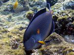 Sohaldoktorfisch - Red Sea Clown Surgeon Fish