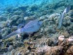 Besenschwanzfeilenfisch - Scrawled filefish