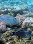 Besenschwanzfeilenfisch - Scrawled filefish