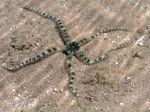 Riffdach Schlangenstern - Ophiocoma scolopendrina