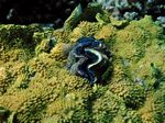 Salatkoralle / Riesenmuschel - Serpentine salad coral / Scaly giant clam