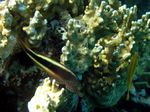Forsters Büschelbarsch - Forster's Hawkfish
