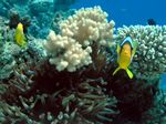 Rotmeer Anemonenfisch - Red Sea Clownfisch