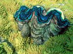 Riesenmuschel - Scaly giant clam