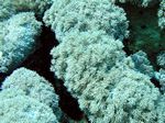 Anemonen Koralle - Anemone Coral