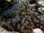 Knubbelanemone - Bottle Anemone