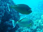 Kurz Nasendoktor - Bluespine Unicornfish