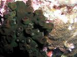 Grüne Zäpfchenkoralle - Green Cave Coral