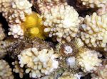 Weihnachtswurmer - Feathered Christmas tree Worm
