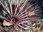 Strahlen Feuerfisch - Radial Firefish