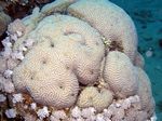 Hirnkoralle - Brain Coral