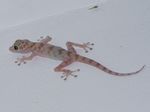 Gecko