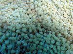 Anemonen Koralle - Anemone Coral