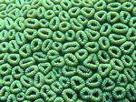 Kopf Sternkoralle - Groveed Mosaic Coral
