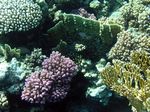 Himbeer Koralle - Raspberry Coral