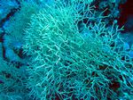 Dornige Reihenkoralle - Spiny Row Coral