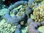 Steinkorallen spezies - Hedgehog Coral