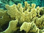 Platten Feuerkoralle - Slab Fire Coral