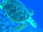 Seeschildkröte - Loggerhead Sea Turtle
