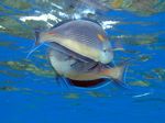 Sohaldoktorfisch - Red Sea Clown Surgeon Fish