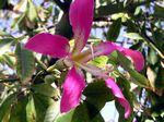 Wollbaum - Silk floss tree